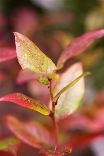 Vaccinium corymbosum 'Bluecrop'