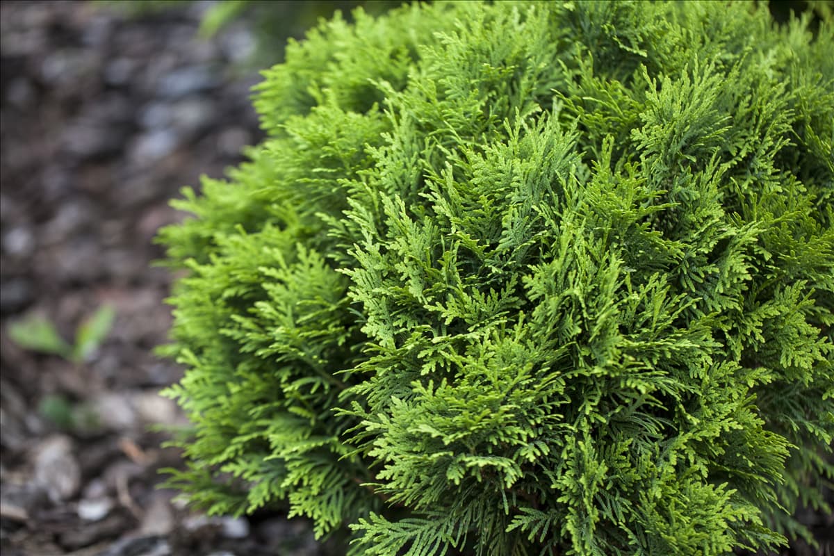 Thuja occidentalis 'Danica'