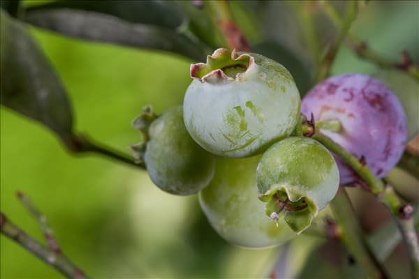 Vaccinium corymbosum 'Bluegold'