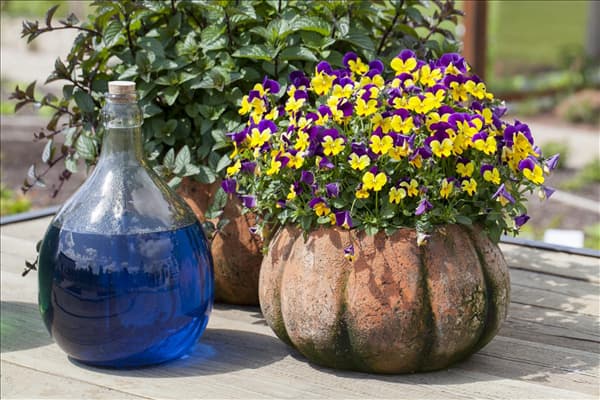 Viola cornuta