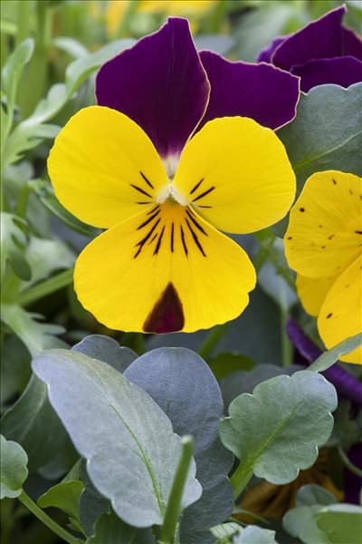 Viola cornuta