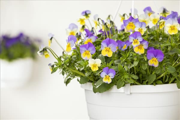Viola cornuta, lila-gelb