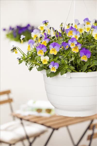 Viola cornuta, lila-gelb