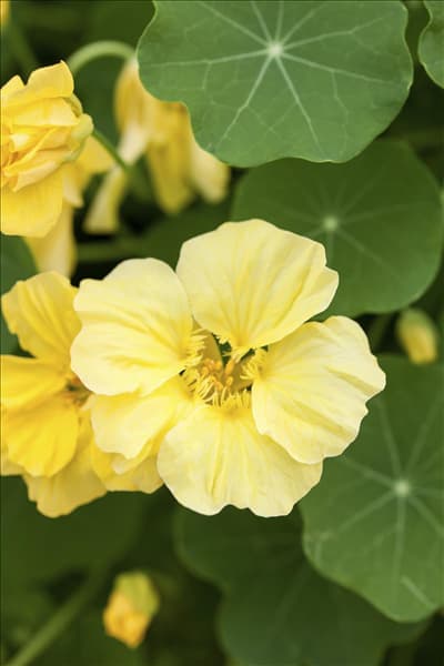 Tropaeolum majus 'Double Delight Cream'