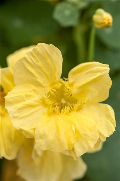 Tropaeolum majus 'Double Delight Cream'
