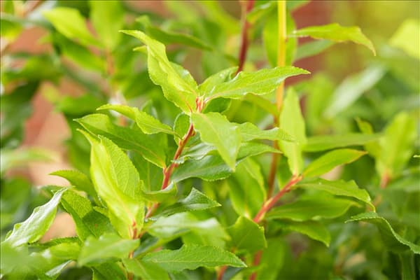 Vaccinium corymbosum 'Luckyberry'®