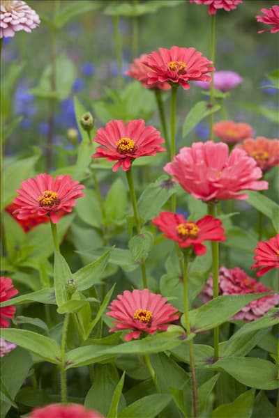 Zinnia elegans