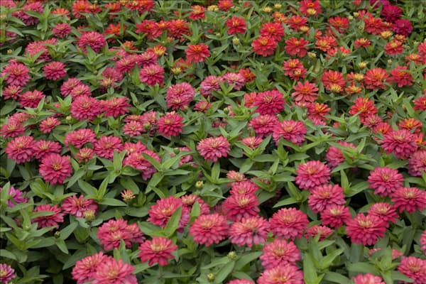 Zinnia elegans