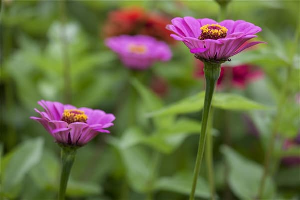 Zinnia elegans