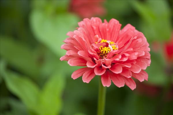 Zinnia elegans