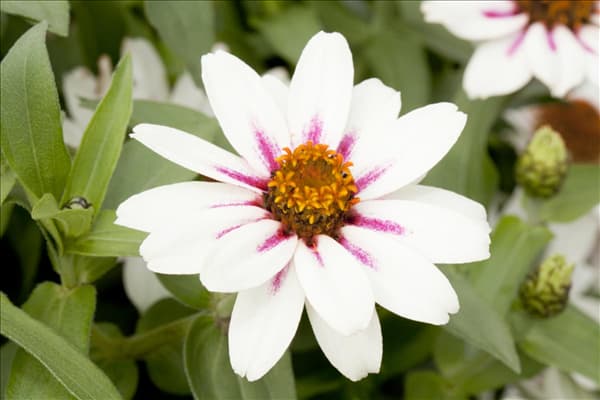 Zinnia elegans