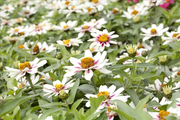 Zinnia elegans