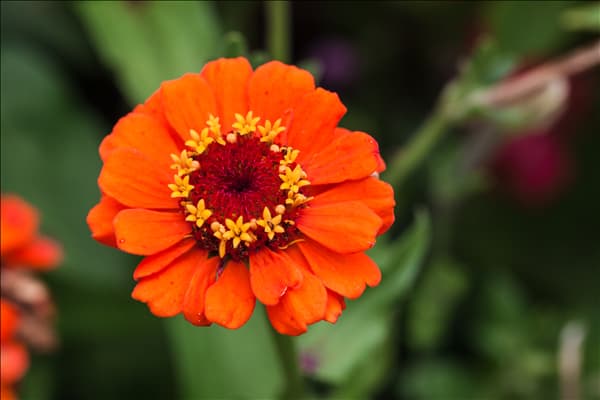 Blumenmischungen