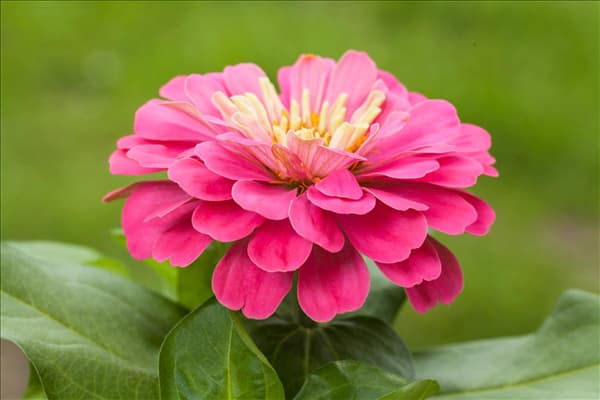 Zinnia elegans