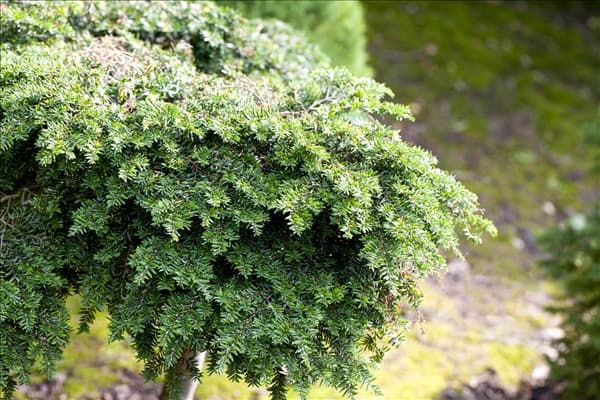 Tsuga canadensis