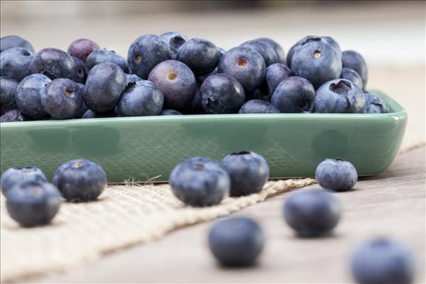 Vaccinium myrtillus