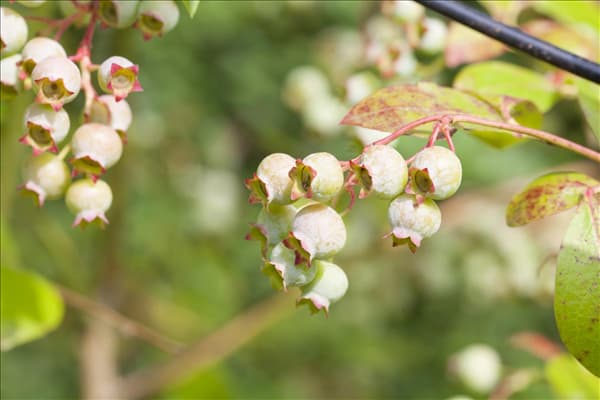 Vaccinium myrtillus