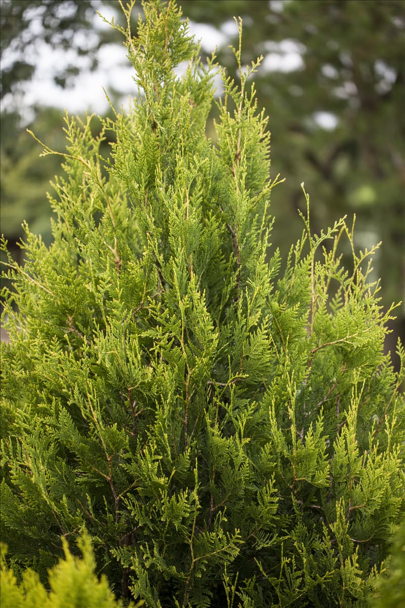 Thuja plicata