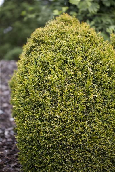 Thuja plicata