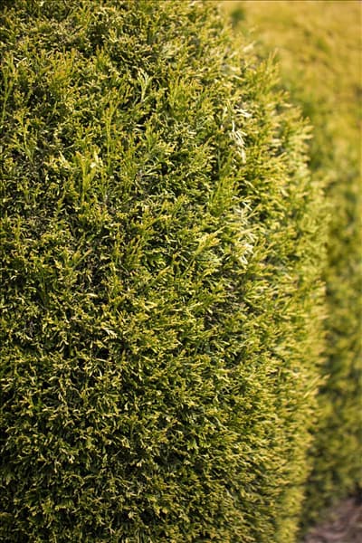 Thuja plicata