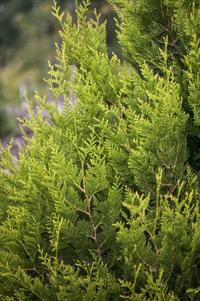 Thuja plicata