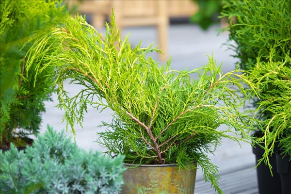 Thuja plicata