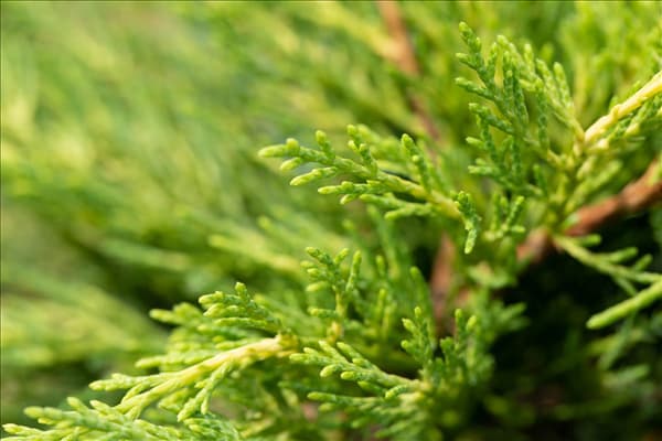 Thuja plicata
