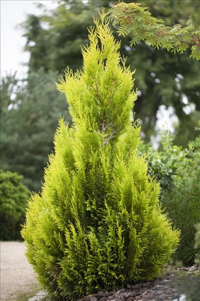 Thuja plicata '4ever' GOLDY®(s)