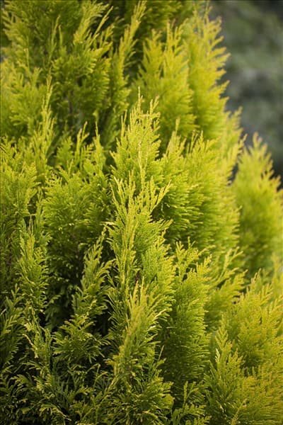 Thuja plicata '4ever' GOLDY®(s)