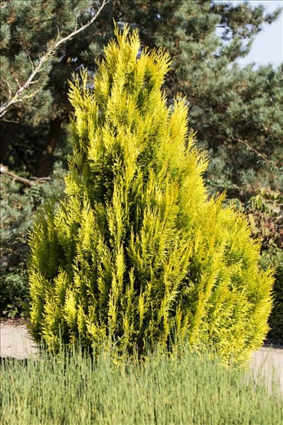 Thuja plicata '4ever' GOLDY®(s)