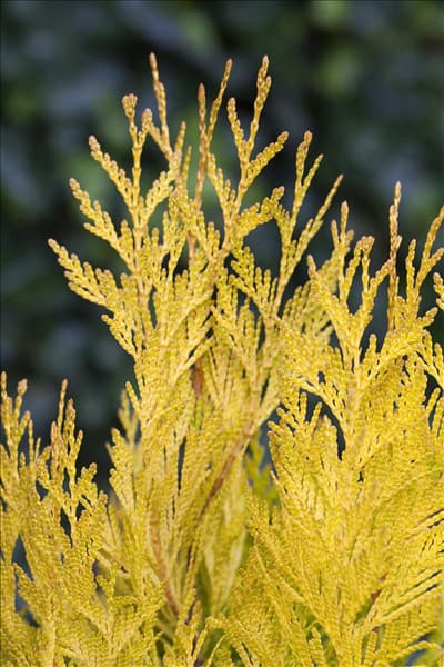 Thuja plicata '4ever' GOLDY®(s)