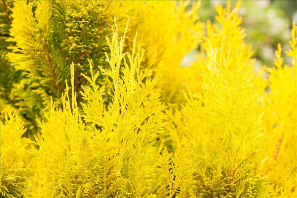 Thuja plicata '4ever' GOLDY®(s)