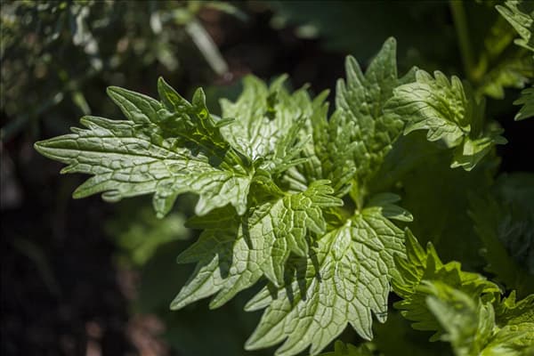 Valeriana officinalis