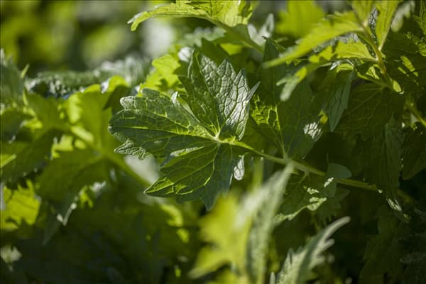 Valeriana officinalis