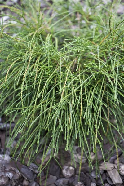 Thuja plicata 'Whipcord'