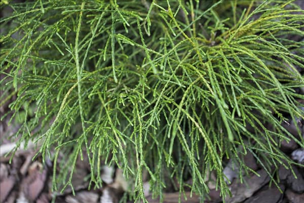 Thuja plicata 'Whipcord'