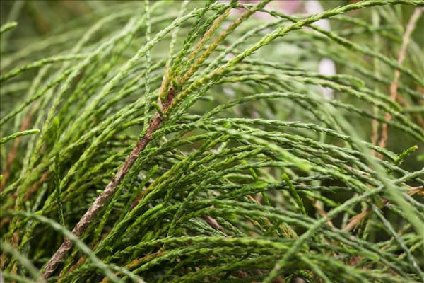 Thuja plicata 'Whipcord'