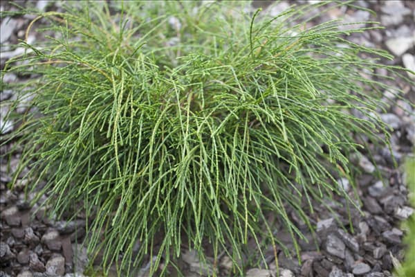 Thuja plicata 'Whipcord'