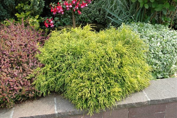 Thuja plicata 'Whipcord'