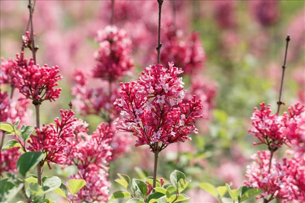 Syringa 'Tinkerbelle'®
