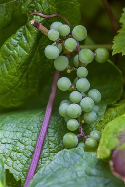 Vitis amurensis
