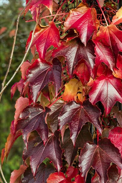 Vitis amurensis