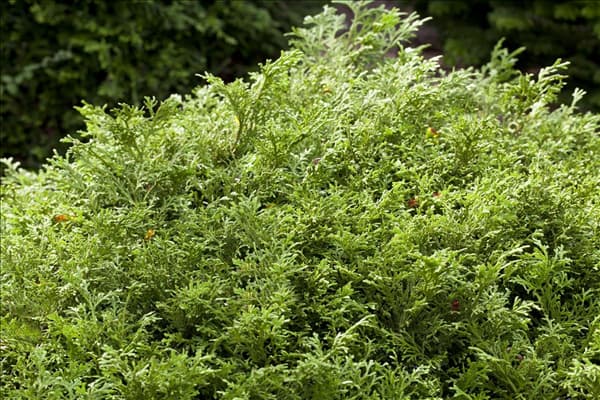Thujopsis dolabrata