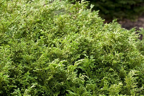 Thujopsis dolabrata