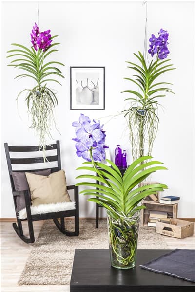 Vanda