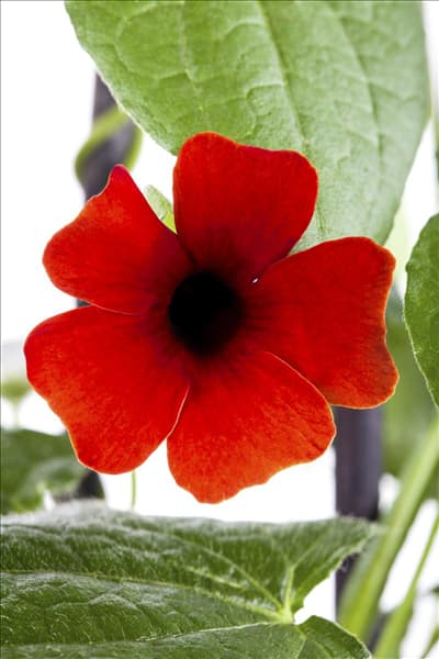 Thunbergia alata