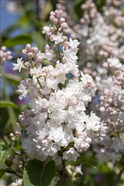 Syringa vulgaris 'Beauty of Moscow'