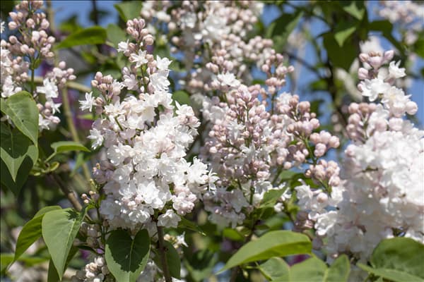 Syringa vulgaris 'Beauty of Moscow'