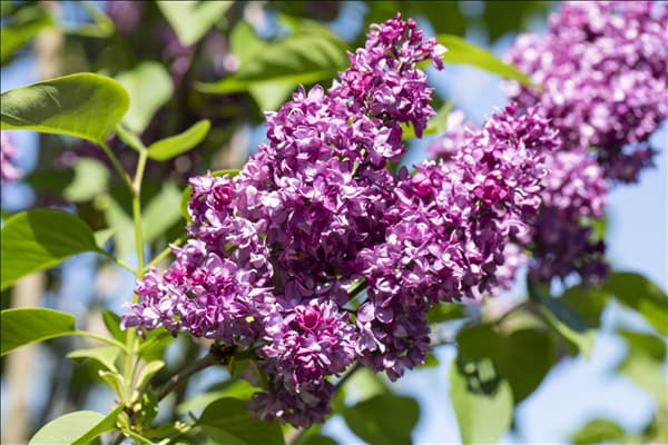 Syringa vulgaris 'Charles Joly'
