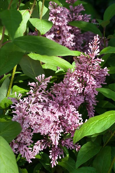 Syringa x prestoniae 'James Macfarlane'